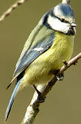 Eurasian Blue Tit