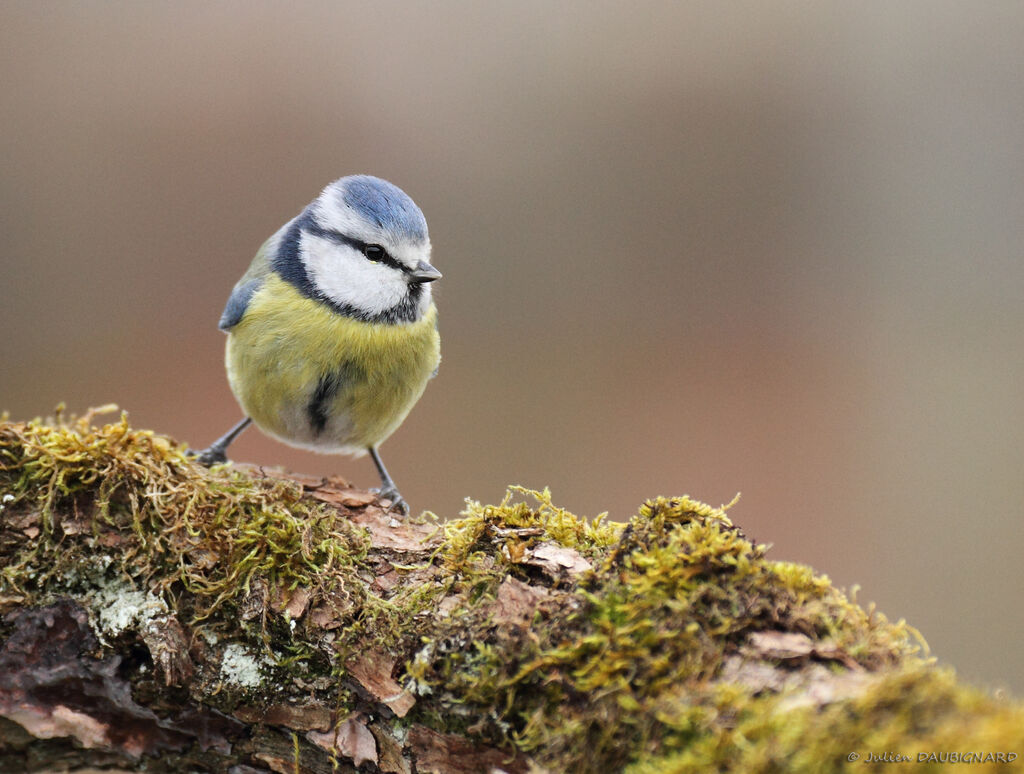 Eurasian Blue Tit, identification