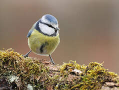 Mésange bleue