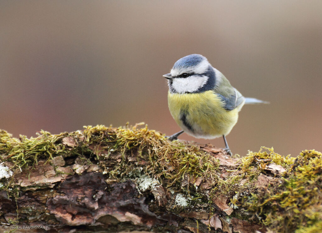 Mésange bleue, identification