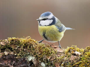 Mésange bleue