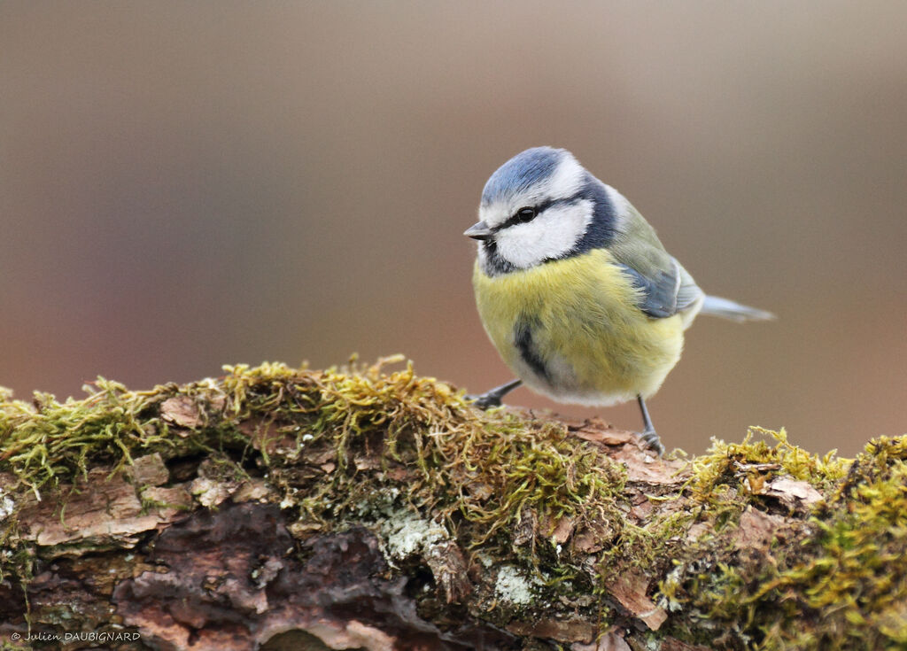 Mésange bleue, identification