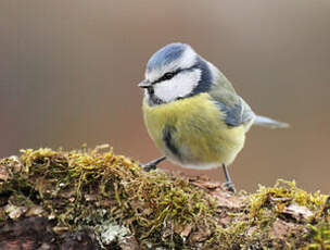 Mésange bleue