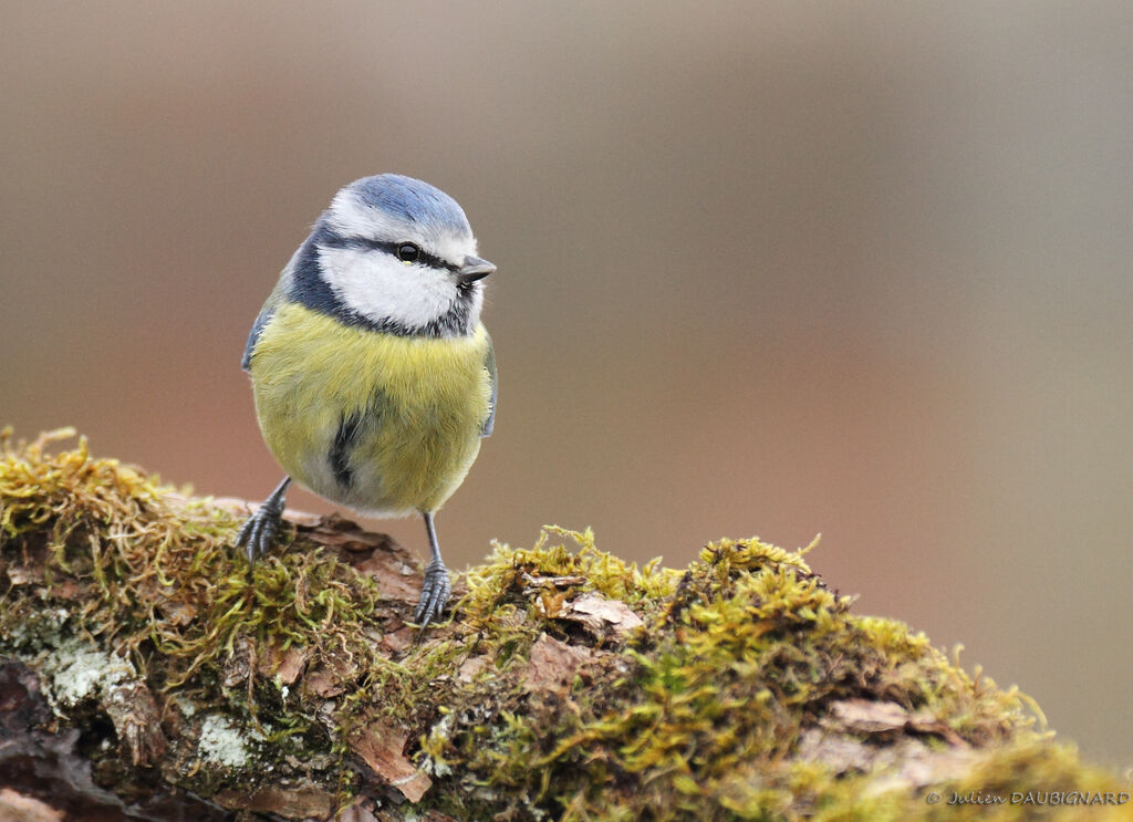 Eurasian Blue Tit, identification