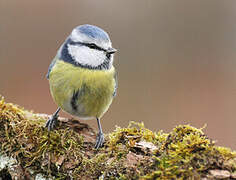 Mésange bleue