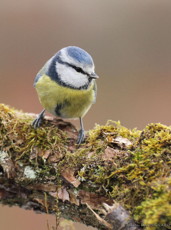 Mésange bleue, identification