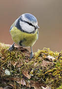 Eurasian Blue Tit