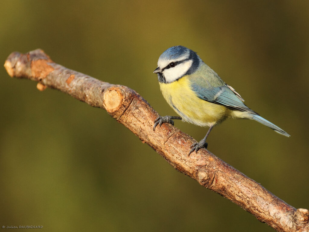 Mésange bleue, identification