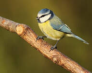 Mésange bleue