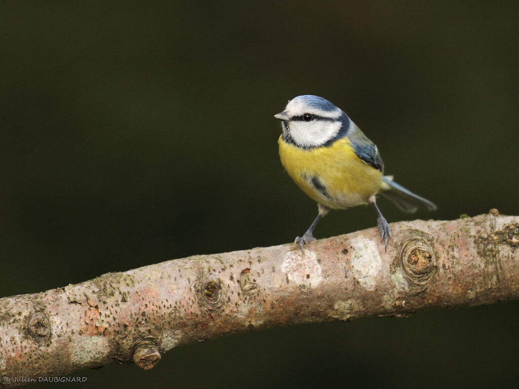 Eurasian Blue Tit, identification