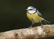 Mésange bleue