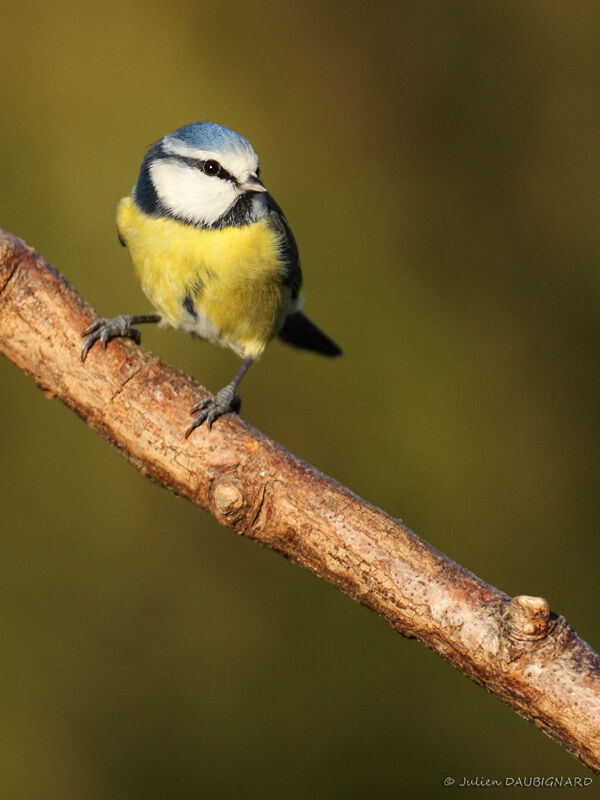 Eurasian Blue Tit, identification