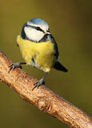 Eurasian Blue Tit