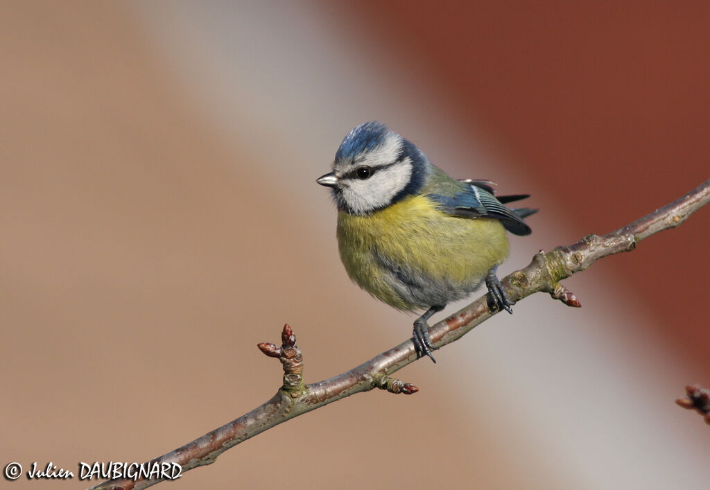 Mésange bleue, identification