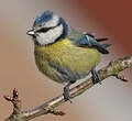 Mésange bleue