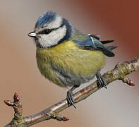 Mésange bleue