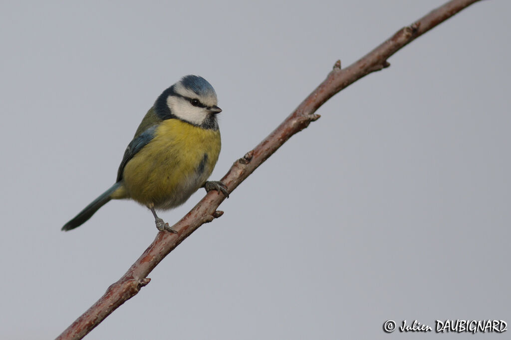 Eurasian Blue Tit, identification