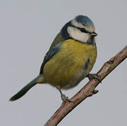 Eurasian Blue Tit