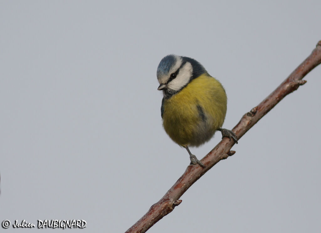 Eurasian Blue Tit, identification