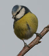 Mésange bleue