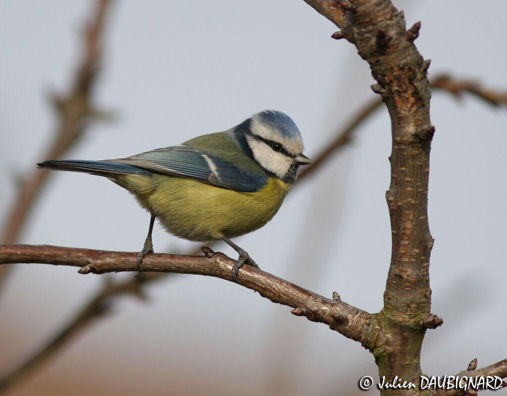 Mésange bleue, identification