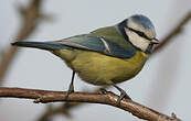 Mésange bleue