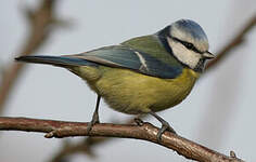 Mésange bleue