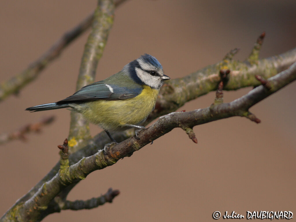 Eurasian Blue Tit, identification