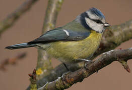 Mésange bleue