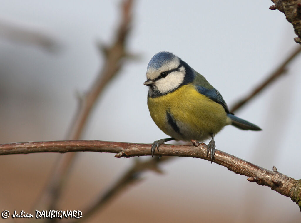 Eurasian Blue Tit, identification