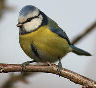 Eurasian Blue Tit