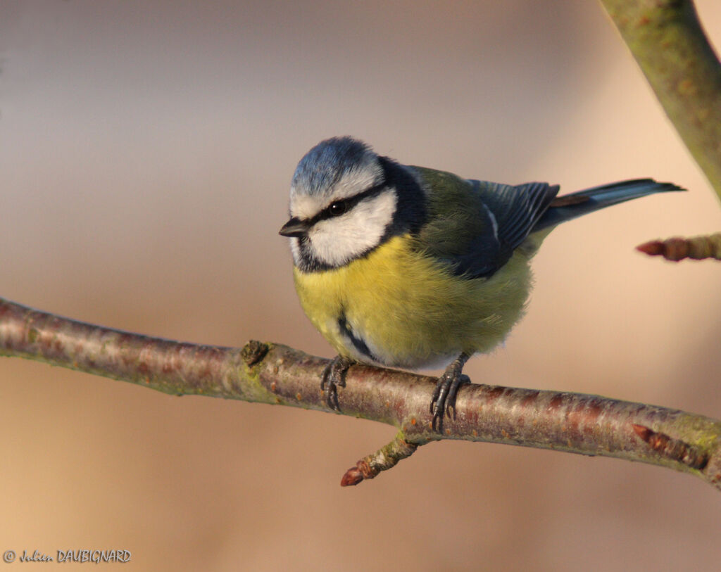 Mésange bleue, identification