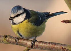 Mésange bleue