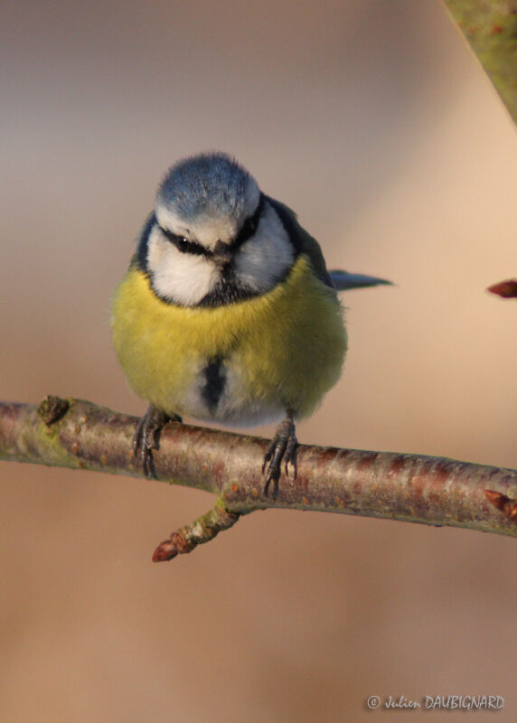 Eurasian Blue Tit, identification