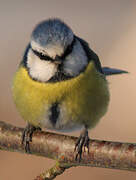 Mésange bleue