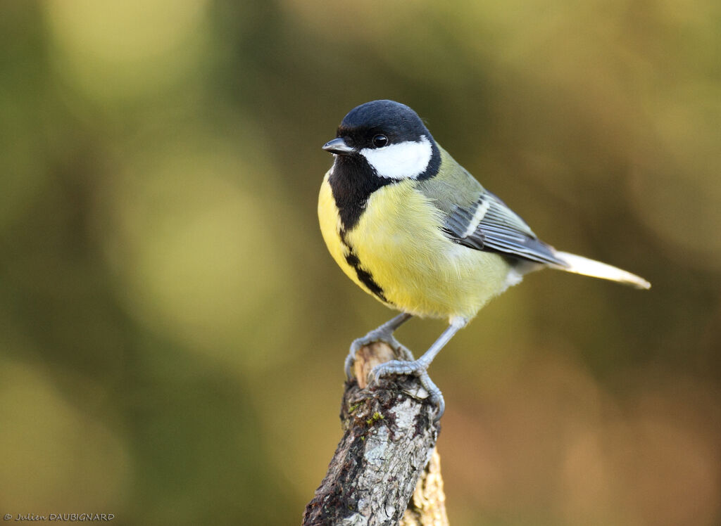 Mésange charbonnière femelle, identification