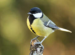 Great Tit