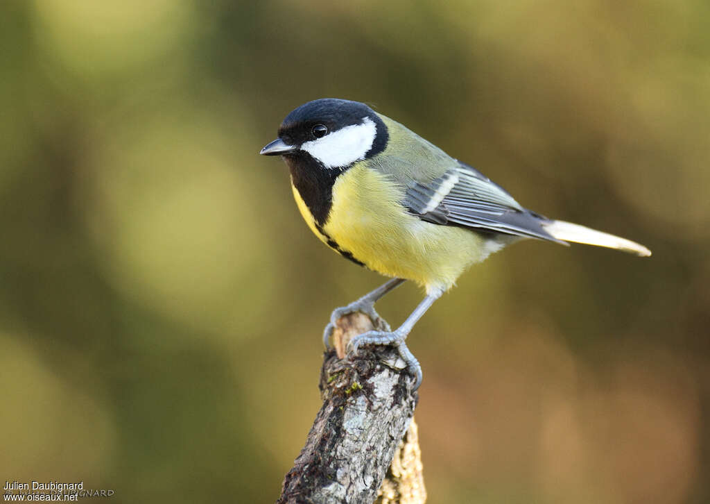 Mésange charbonnière femelle adulte, identification