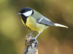 Great Tit