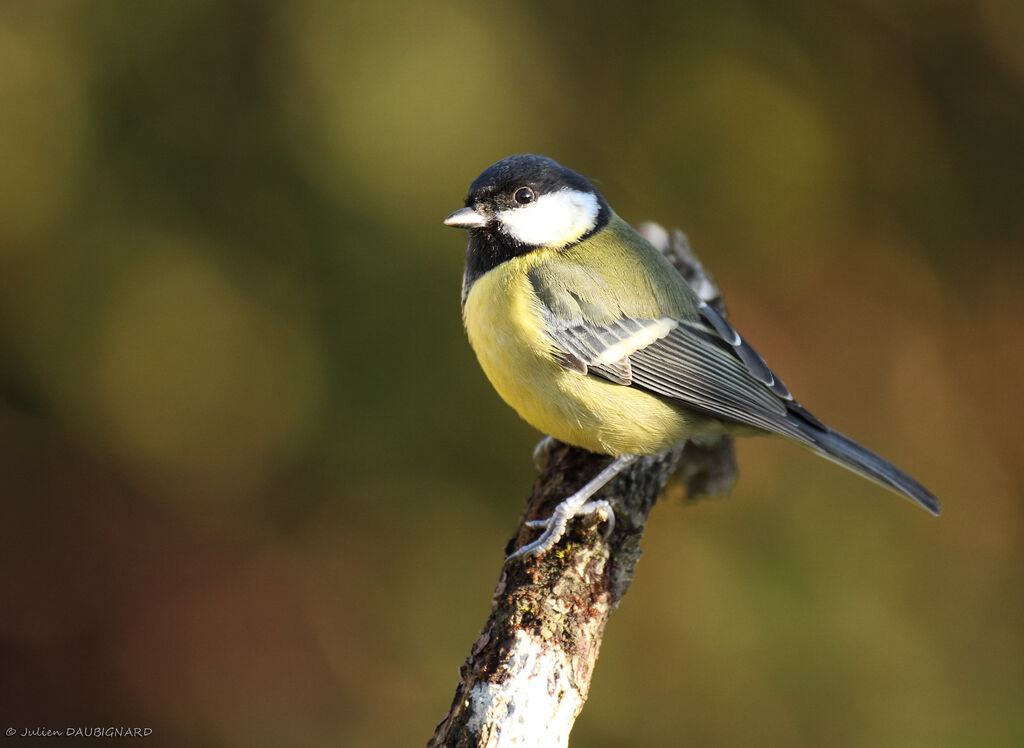 Great Tit female, identification