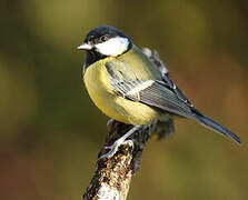 Great Tit