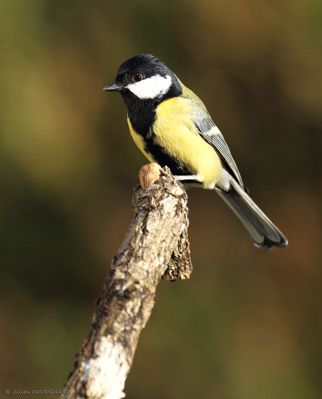 Mésange charbonnière mâle, identification