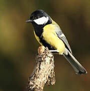 Great Tit