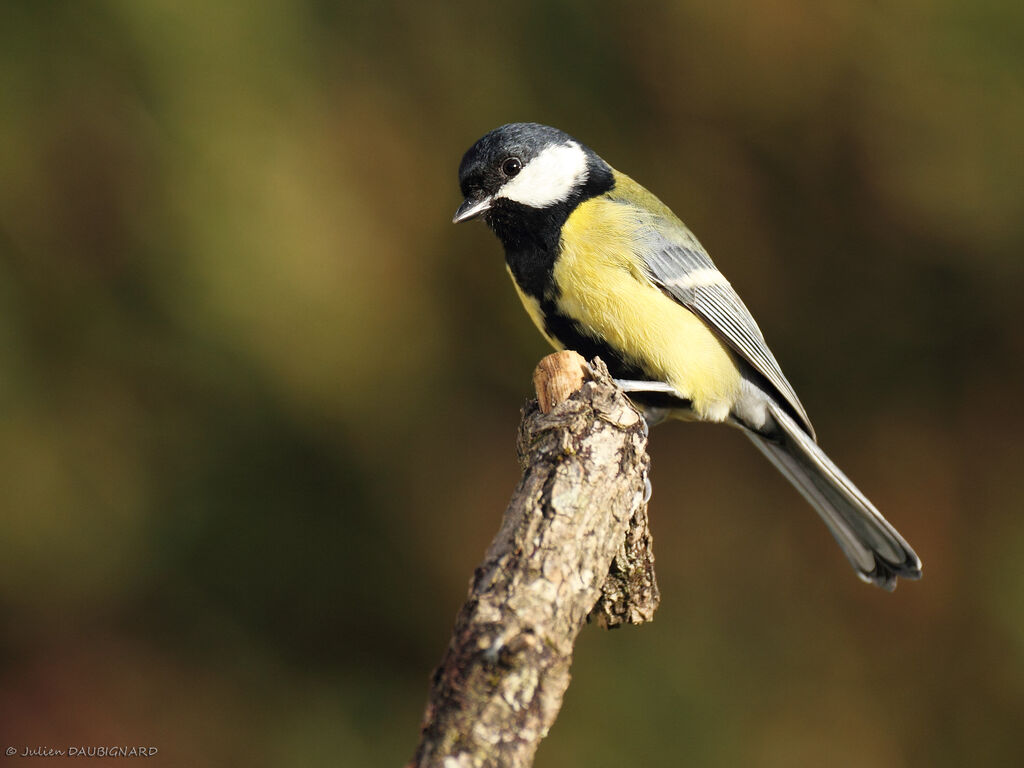 Mésange charbonnière mâle, identification