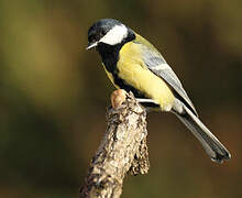 Great Tit