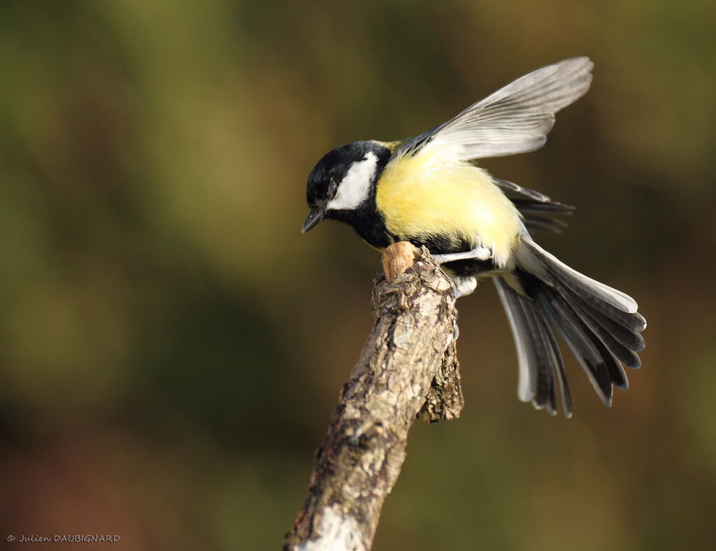 Great Tit male, identification