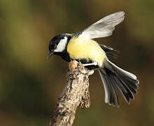 Great Tit