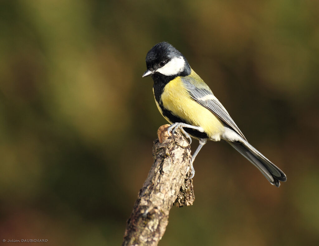 Great Tit male, identification