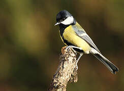 Great Tit