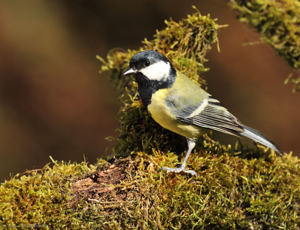 Great Tit male, identification